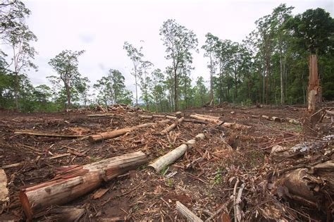 Invasive species and habitat loss our biggest biodiversity threats - UQ News - The University of ...