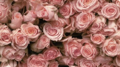 Light Pink Roses Wallpaper - WallpaperSafari