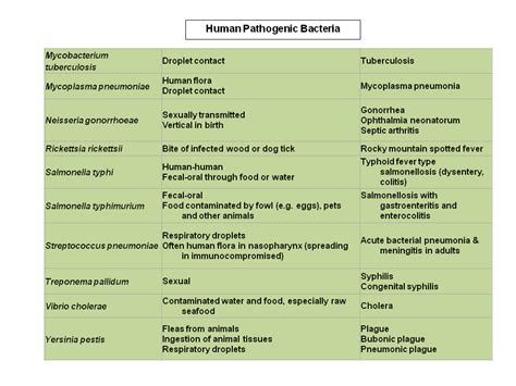 B- Pathogenic Bacterial Infections