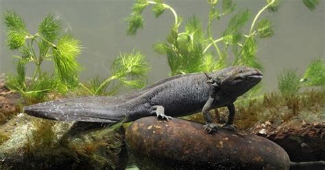 Salamanders and Limbs: A Quest for Regeneration and Survival