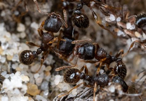 Tetramorium caespitum | Tetramorium caespitum | Flickr