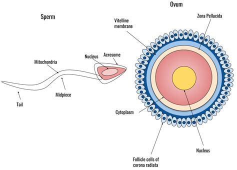 Fertilisation — lesson. Science CBSE, Class 8.