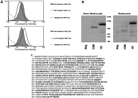 Expression and Function of Aminopeptidase N/CD13 Produced by Fibroblast ...