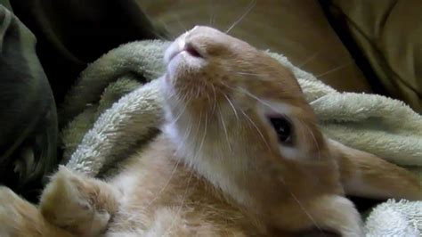 Butterscotch the Pet Bunny Rabbit Sleeping Like a Baby - YouTube