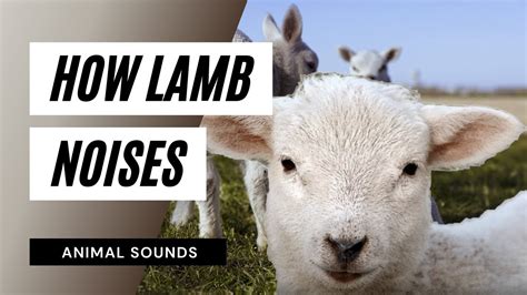 The Animal Sounds: How Lamb Noises / Sound Effect / Animation - YouTube