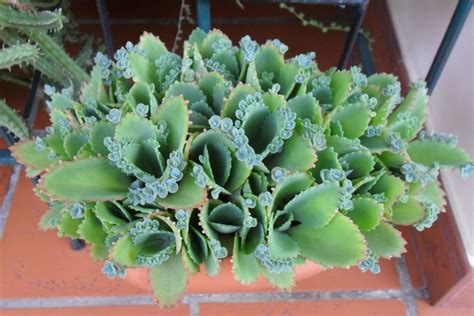 Kalanchoe daigremontiana. | Succulents, Plants, Cactus