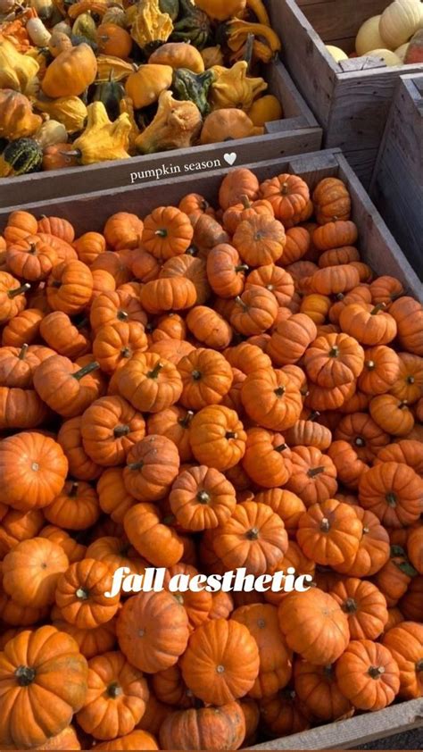 Pin by marzia_23 on Pins by you | Pumpkin, Autumn aesthetic, Pumpkin spice