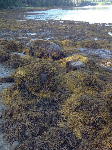 Seaweed, Fucus: a brown algae – Inanimate Life