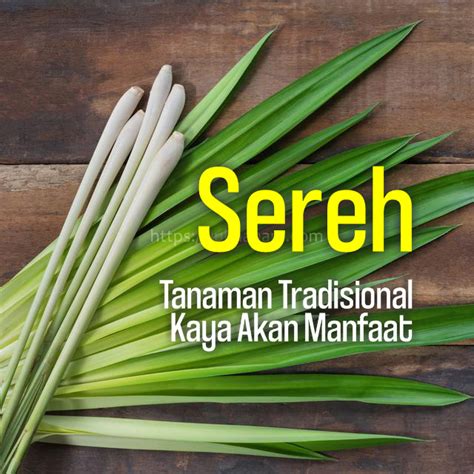 Kamu Harus Tahu Manfaat Tanaman Sereh Yang Satu Ini | Yuk Nanam