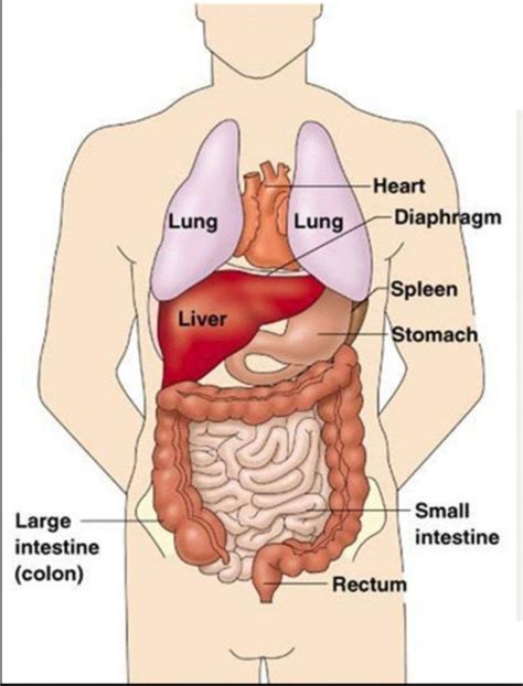 Human Chest Anatomy Diagram - koibana.info | Anatomy organs, Human ...