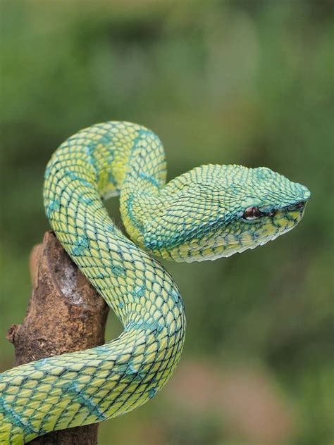 Green Pit Viper Snake Tropidolaemus Subannulatus on a Branch Stock Photo - Image of national ...