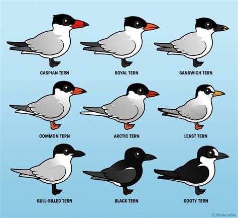 Do you know your terns? See all the Birdorable terns at http://www ...