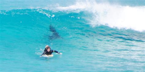 Surfer's Close Encounter With Shark Captured In Series Of Jaw-Dropping ...