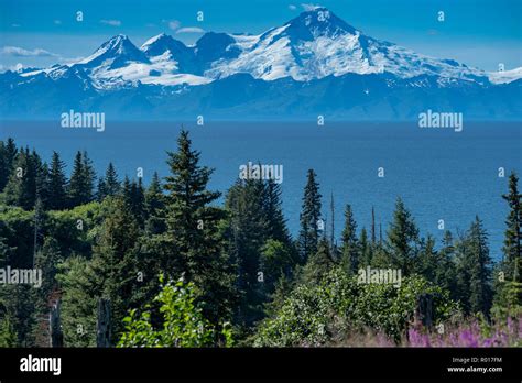 Clear view of Mount Redoubt from Anchor Point Alaska on a sunny day. Fireweed and trees in the ...