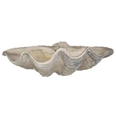 Giant Clam Shell Open