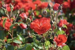 Pruning rose bushes: [Reasons, Season, Tools and Steps to follow] - Complete Gardering