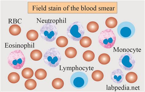 Field Stain A and B solution preparation and staining...