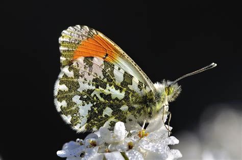 Orange Tip Butterfly Photograph by Colin Varndell - Fine Art America