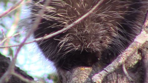 Porcupine eats through tree bark - YouTube