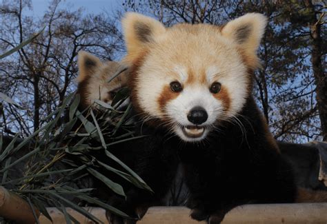 Elmwood Park Zoo probes death of young red panda named Clinger – Metro ...