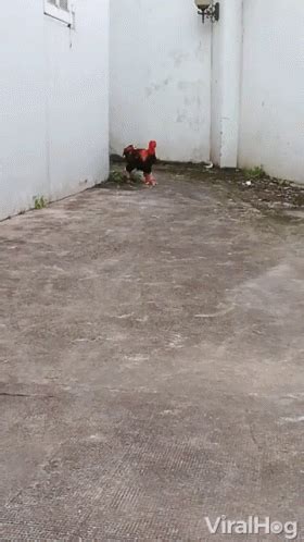 Running Chicken Running GIF - Running ChickenRunning ChickenRun - Discover & Share GIFs