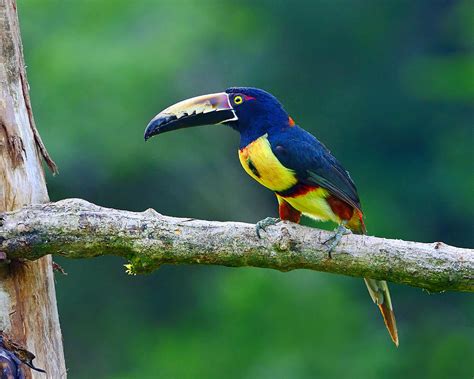 Collared aracari - Alchetron, The Free Social Encyclopedia