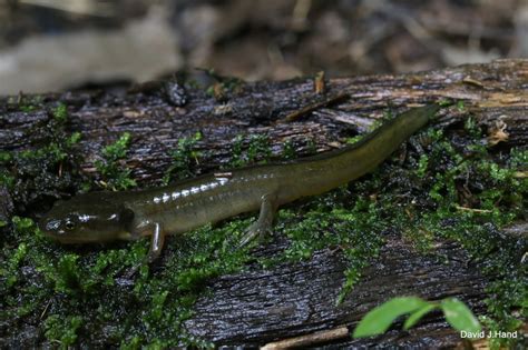 Jefferson Salamander – PA HERP IDENTIFICATION