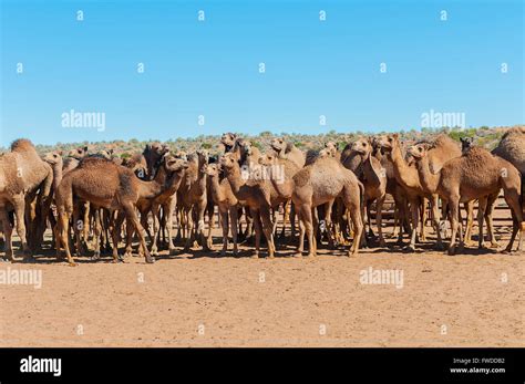 Camels from the Simpson Desert, Birdsville, Queensland, Australia Stock Photo - Alamy