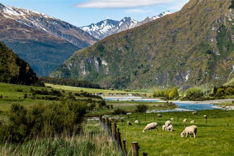 New Zealand Alpine Plants Stock Photos, Pictures & Royalty-Free Images ...