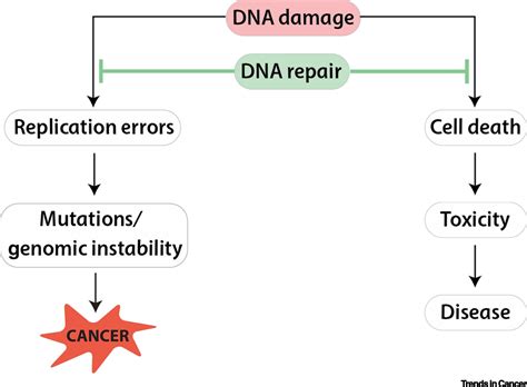 Fluorescence Sheds Light on DNA Damage, DNA Repair, and Mutations ...