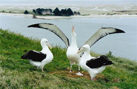 Royal Albatross Centre & Fort Taiaroa | Otago Peninsula, New Zealand ...