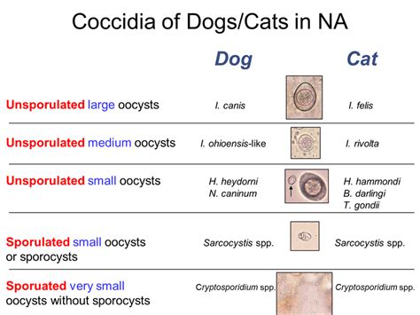 What Is The Treatment For Coccidia In Dogs