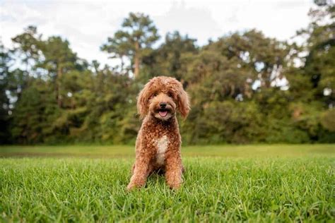 Full Grown Mini Goldendoodle Size: How Big Are They? | Pets Nurturing