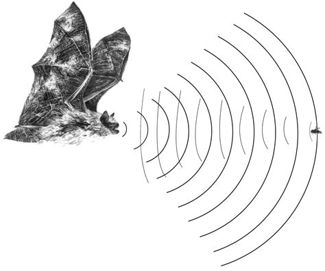 Bat Biology and Ecology | Virginia DWR