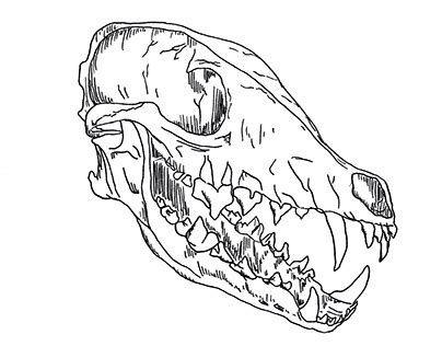 Coyote Skull Drawing Projects :: Photos, videos, logos, illustrations and branding :: Behance