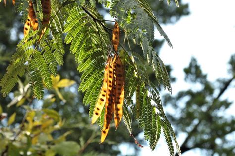 Most-Invasive Trees in Austin - Lawnstarter