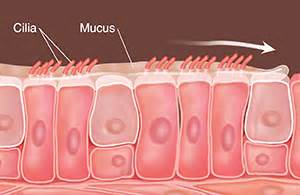 How Your Lungs Work | Saint Luke's Health System