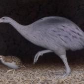 Mantell's moa | New Zealand Birds Online