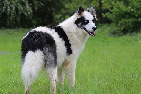 Yakutian Laika Dog Breed Pictures, Characteristics, & Facts - Rested Paws