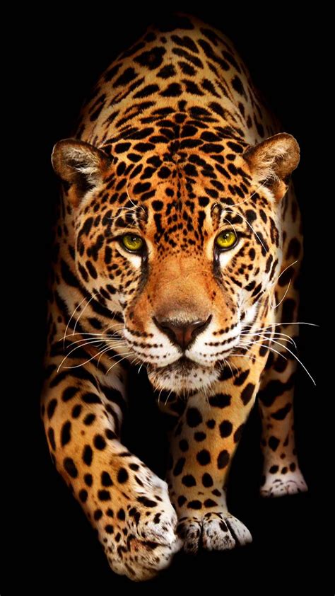 Jaguar wallpaper by georgekev - 68 - Free on ZEDGE™ | Foto con animali, Bei gatti, Peluche di ...