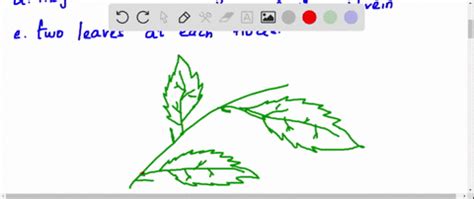 Chapter 34, Leaf Structure and Function Video Solutions, Biology | Numerade