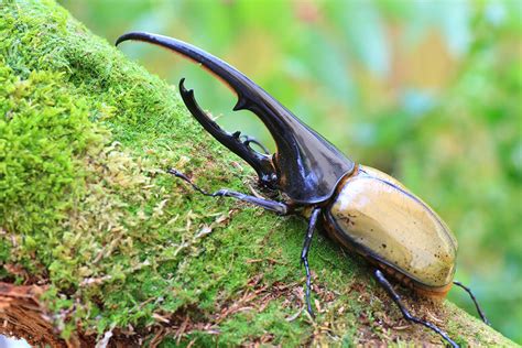 11 species of insects in the Amazon rainforest that must be seen to be believed - Animals Recuse