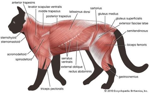 muscle - Arthropods | Cat anatomy, Feline anatomy, Dog anatomy