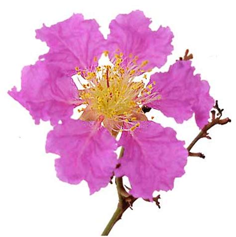 Banaba / Lagerstroemia Speciosa / Queen's flower: Philippine Medicinal Plants / Alternative ...