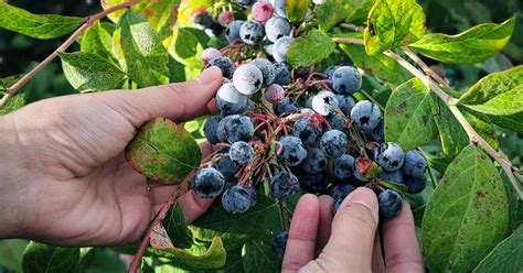 How to Harvest Blueberries | Gardener’s Path