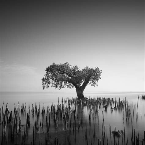 Harmony in Nature on Behance