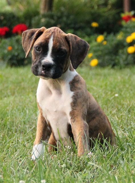 55+ Where To Adopt A Boxer Puppy Photo - Bleumoonproductions