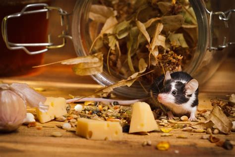 6 Foods in Your Kitchen That Are Bringing Mice Into Your Home