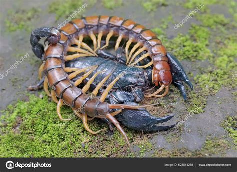 Scolopendra Morsitans