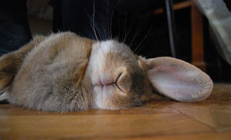 05 | Sleeping bunny, Cute baby animals, Cute animals